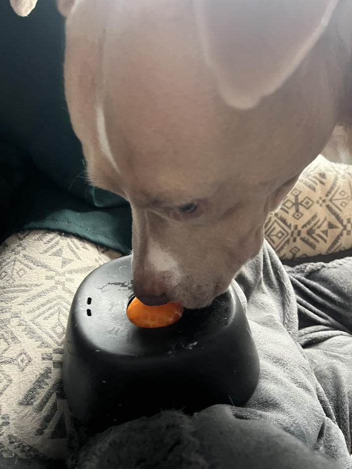perro_5.jpg